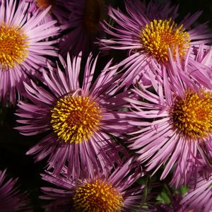 Preview wallpaper flowers, petals, pollen, close-up