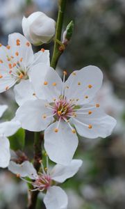 Preview wallpaper flowers, petals, pollen, spring, white