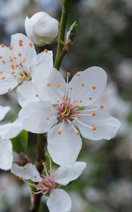 Preview wallpaper flowers, petals, pollen, spring, white