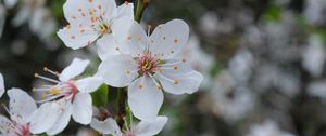 Preview wallpaper flowers, petals, pollen, spring, white