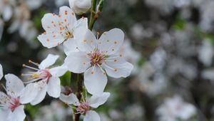 Preview wallpaper flowers, petals, pollen, spring, white