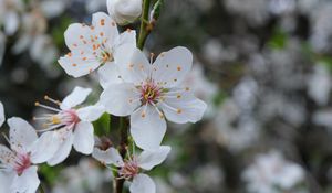 Preview wallpaper flowers, petals, pollen, spring, white