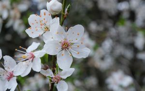 Preview wallpaper flowers, petals, pollen, spring, white