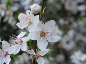 Preview wallpaper flowers, petals, pollen, spring, white