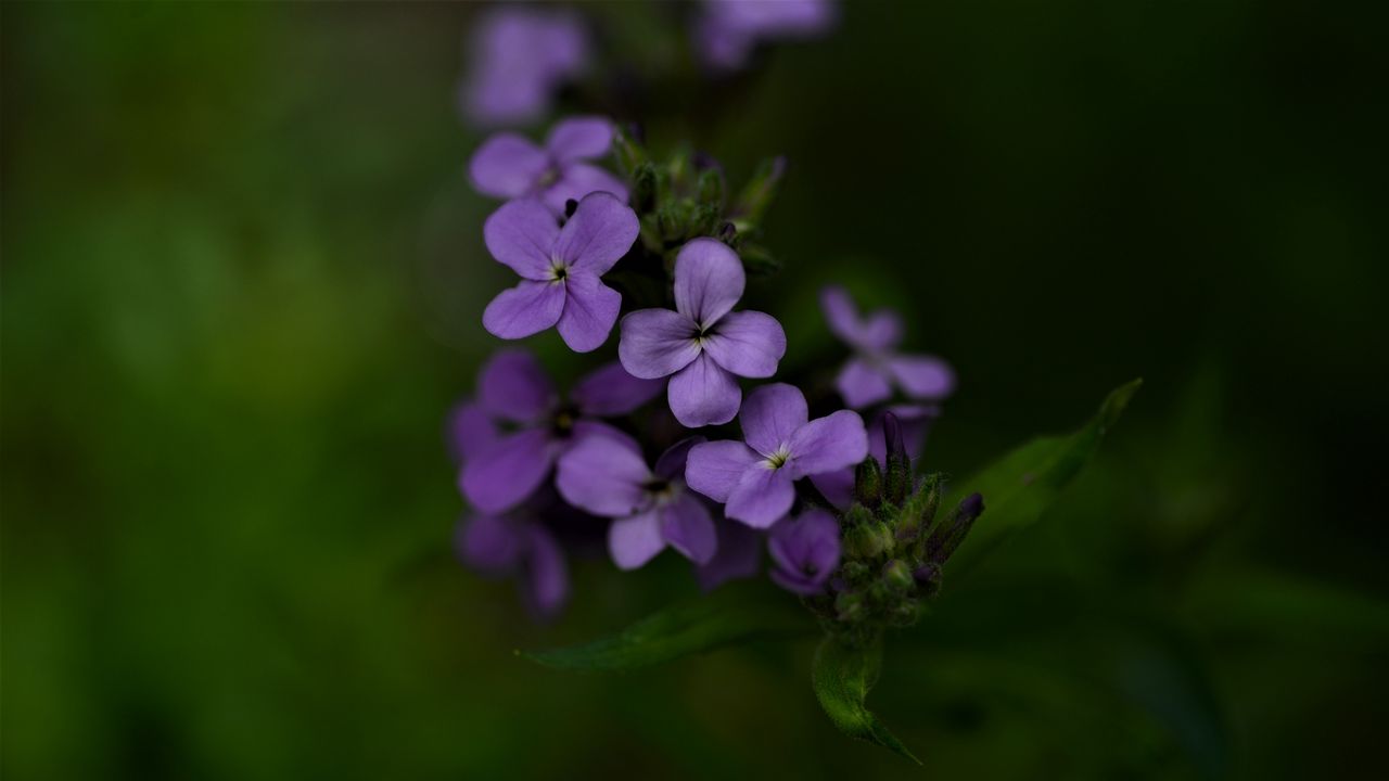 Wallpaper flowers, petals, purple, inflorescence, blur