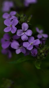 Preview wallpaper flowers, petals, purple, inflorescence, blur