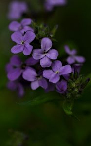 Preview wallpaper flowers, petals, purple, inflorescence, blur