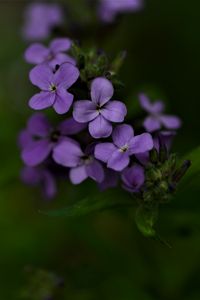 Preview wallpaper flowers, petals, purple, inflorescence, blur