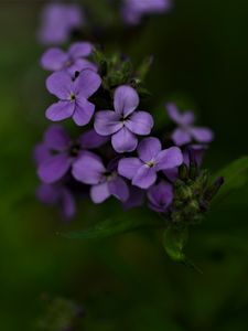 Preview wallpaper flowers, petals, purple, inflorescence, blur