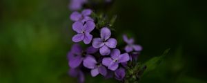 Preview wallpaper flowers, petals, purple, inflorescence, blur