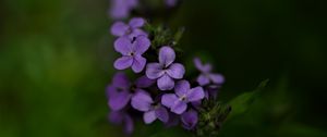 Preview wallpaper flowers, petals, purple, inflorescence, blur