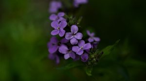 Preview wallpaper flowers, petals, purple, inflorescence, blur