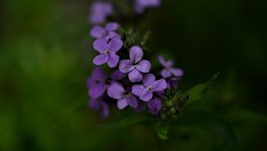 Preview wallpaper flowers, petals, purple, inflorescence, blur