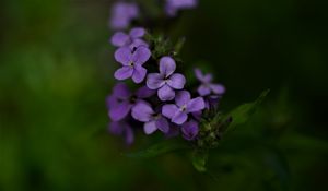 Preview wallpaper flowers, petals, purple, inflorescence, blur