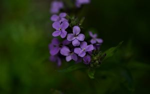 Preview wallpaper flowers, petals, purple, inflorescence, blur