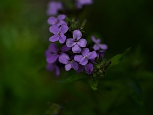 Preview wallpaper flowers, petals, purple, inflorescence, blur