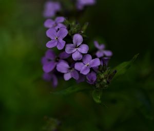 Preview wallpaper flowers, petals, purple, inflorescence, blur