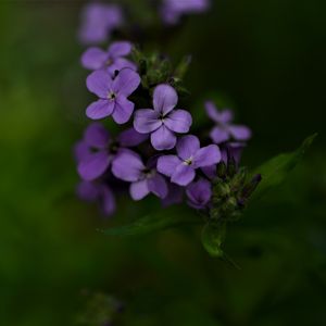 Preview wallpaper flowers, petals, purple, inflorescence, blur