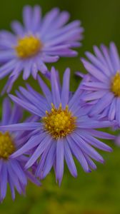 Preview wallpaper flowers, petals, purple, macro, blur, plants
