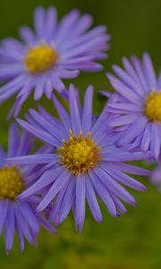Preview wallpaper flowers, petals, purple, macro, blur, plants