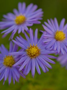 Preview wallpaper flowers, petals, purple, macro, blur, plants