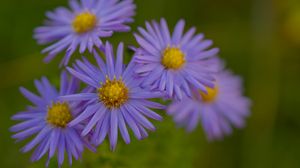 Preview wallpaper flowers, petals, purple, macro, blur, plants