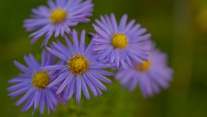 Preview wallpaper flowers, petals, purple, macro, blur, plants