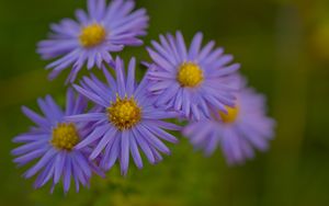 Preview wallpaper flowers, petals, purple, macro, blur, plants
