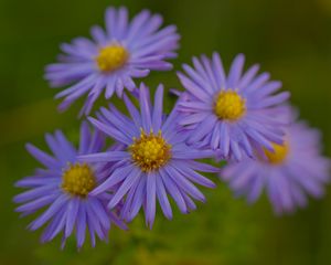 Preview wallpaper flowers, petals, purple, macro, blur, plants