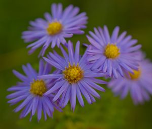 Preview wallpaper flowers, petals, purple, macro, blur, plants