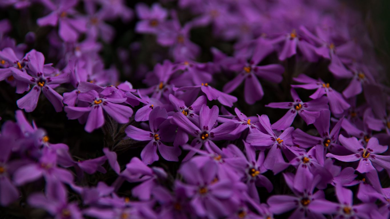 Download wallpaper 1366x768 flowers, petals, purple tablet, laptop hd ...