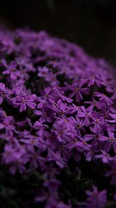 Preview wallpaper flowers, petals, purple