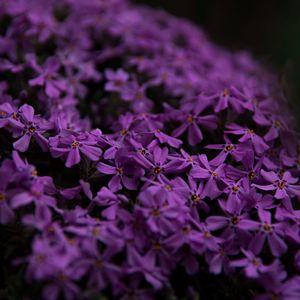 Preview wallpaper flowers, petals, purple