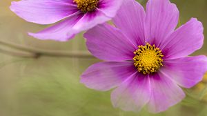 Preview wallpaper flowers, petals, purple, macro, blur