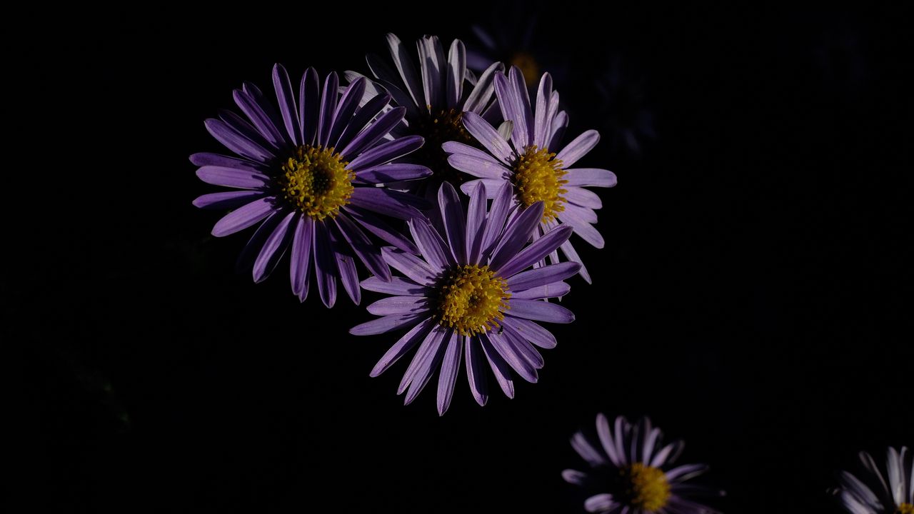 Wallpaper flowers, petals, purple, macro, dark