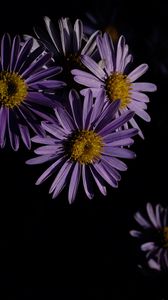 Preview wallpaper flowers, petals, purple, macro, dark