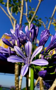 Preview wallpaper flowers, petals, purple, plant, macro