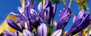 Preview wallpaper flowers, petals, purple, plant, macro