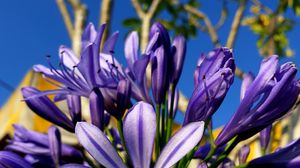 Preview wallpaper flowers, petals, purple, plant, macro
