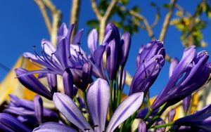 Preview wallpaper flowers, petals, purple, plant, macro