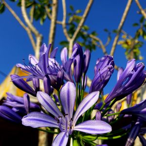 Preview wallpaper flowers, petals, purple, plant, macro