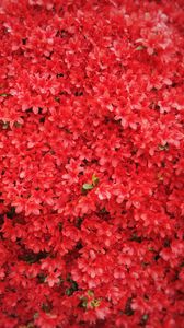 Preview wallpaper flowers, petals, red