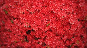 Preview wallpaper flowers, petals, red
