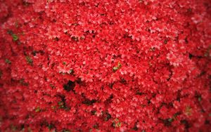 Preview wallpaper flowers, petals, red