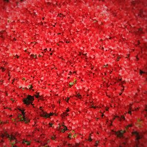 Preview wallpaper flowers, petals, red
