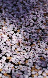 Preview wallpaper flowers, petals, shadows, background