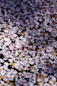 Preview wallpaper flowers, petals, shadows, background