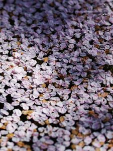Preview wallpaper flowers, petals, shadows, background