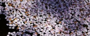 Preview wallpaper flowers, petals, shadows, background