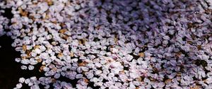 Preview wallpaper flowers, petals, shadows, background